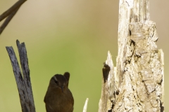 Wren Front View on Tree Trunk