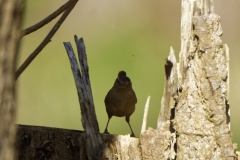 Wren Front View on Tree Trunk