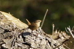 Wren Front View on Tree Trunk