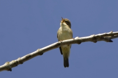 Willow Warbler Front View on Branch