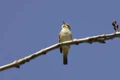 Willow Warbler Front View on Branch