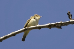 Willow Warbler Front View on Branch