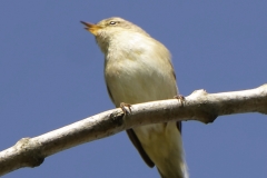 Willow Warbler Front View on Branch