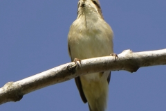 Willow Warbler Front View on Branch