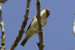 Willow Warbler Front View on Branch