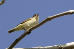 Willow Warbler Side View on Branch