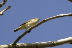 Willow Warbler Side View on Branch