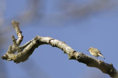 Willow Warbler Side View on Branch