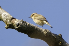 Willow Warbler Side View on Branch