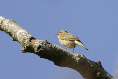 Willow Warbler Side View on Branch