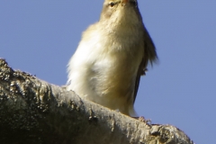 _Willow Warbler Front View on Branch