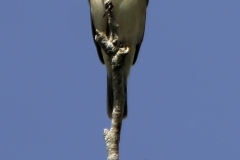Willow Warbler Front View on Branch