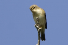 Willow Warbler Front View on Branch