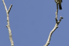 Willow Warbler Front View on Branch