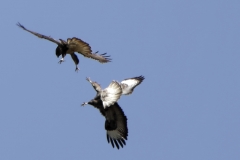 Buzzards in Dog Fight