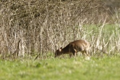 Female Roe Deer Eating in Field