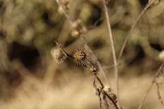 Wild Flowers & Seeds