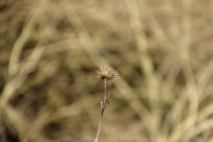 Wild Flowers & Seeds