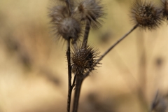 Wild Flowers & Seeds