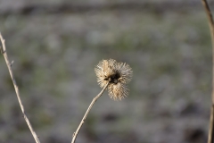 Wild Flowers & Seeds