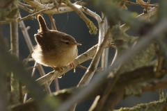 Wren Closeup