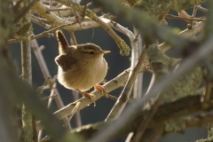 Wren Closeup