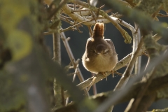 Wren Closeup