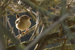 Wren Closeup