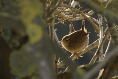 Wren Closeup