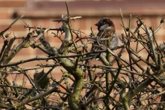 House Sparrow