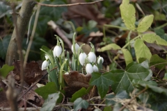 Snow Drops