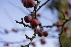 Crabapples