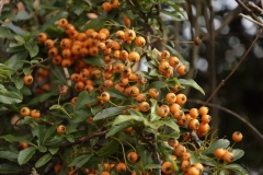 Firethorn Berry Hedge