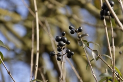 Winter Black Berry Hedge