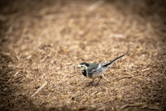 Pied Wagtail on ground Side View