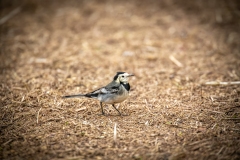 Pied Wagtail on ground Side View