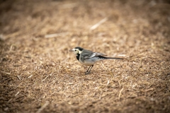 Pied Wagtail on ground Side View