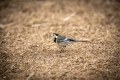 Pied Wagtail on ground Side View