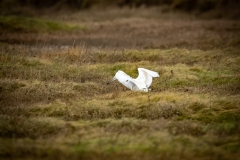 Little Egret on the ground Back View