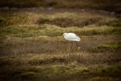 Little Egret on the ground Back View