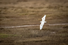 Little Egret in Flight Top View