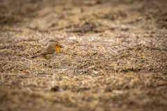 Robin on the ground Side View