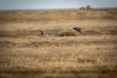 Female Marsh Harrier in Flight Side View