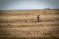 Female Marsh Harrier in Flight Side View