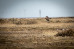 Female Marsh Harrier in Flight Side View