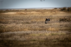 Female Marsh Harrier in Flight Side View