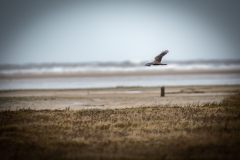 Female Marsh Harrier in Flight Side View
