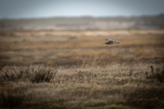 Curlew in Flight Side View