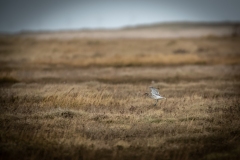 Curlew in Flight Side View