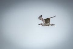 Herring Gull in Flight Side View